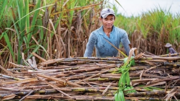 Recover position for sugarcane: Remove two main bottlenecks